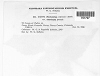 Coleroa chaetomium image